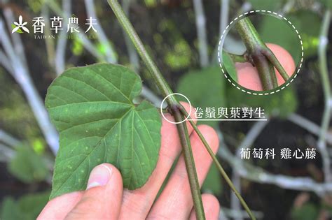 攀莖|臺灣146種藤本植物攀爬類型